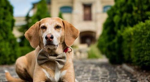 秋季犬咳嗽原因及预防措施（了解秋季犬咳嗽的原因）