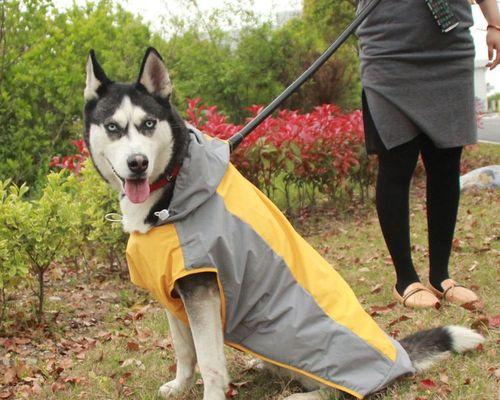 如何裁剪一件合适的狗狗雨衣（从选材到缝制）