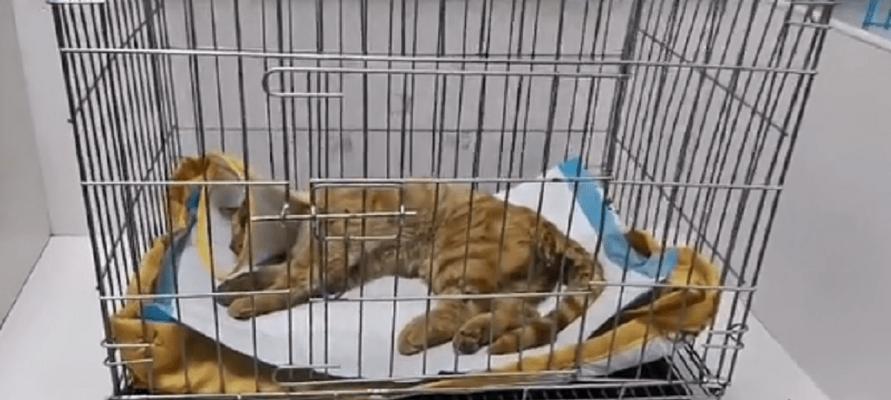 猫咪骨折后仍可健康活动（以宠物为主）