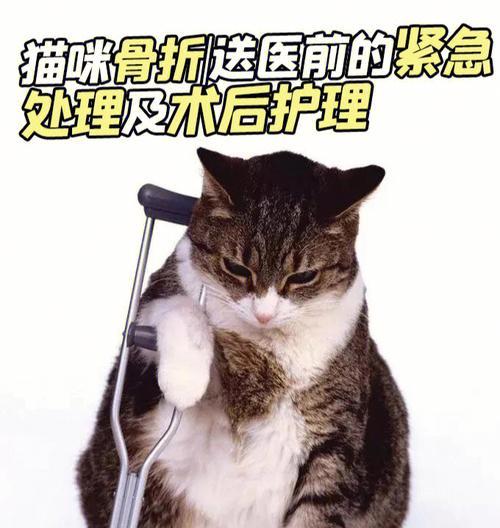 猫咪骨折固定指南（宠物主人必知）