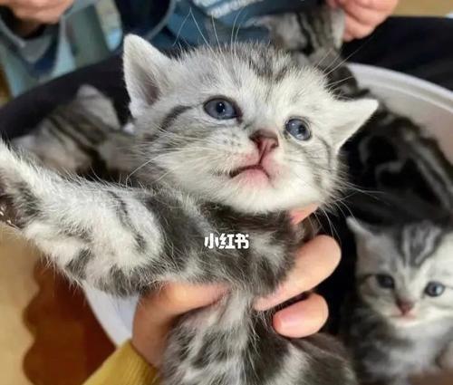 猫咪几个月大成猫（了解猫咪生长过程）