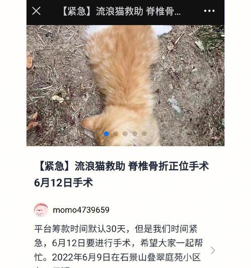 猫咪脊椎受伤的致命危险（为什么脊椎受伤会危及猫咪的生命）