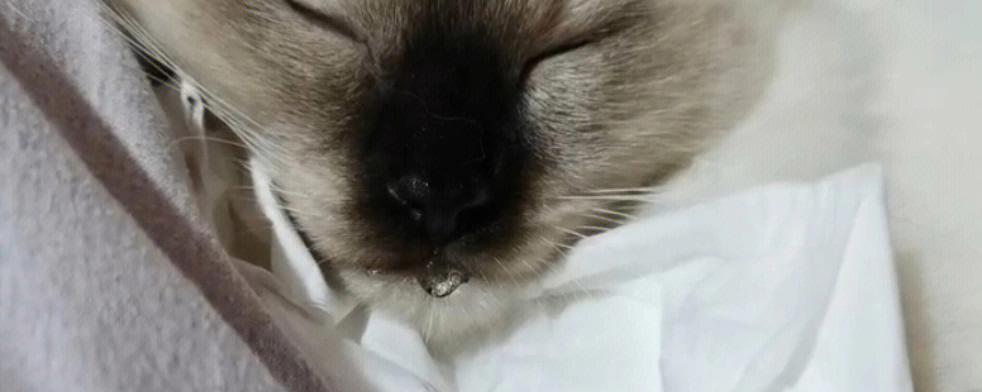 如何应对猫咪流口水问题（宠物猫咪口水过多怎么办）