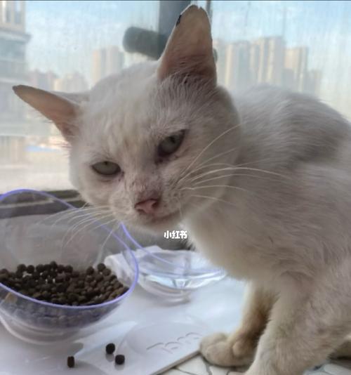 宠物猫咪三个月能洗澡吗（洗猫前后需要注意的事项及常见问题解答）