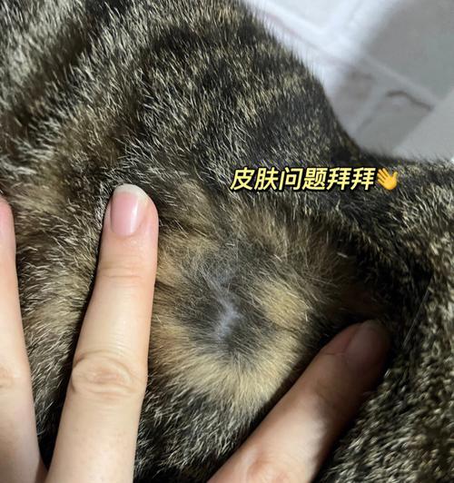 猫咪身上的一块红红——探秘猫咪健康问题（从营养）