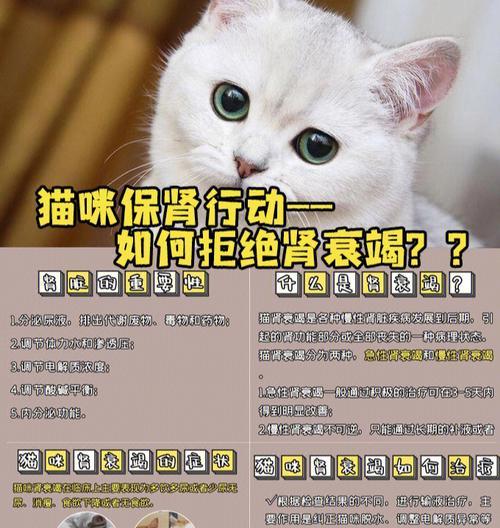 探寻猫咪肾衰竭生命终点（以宠物为主）