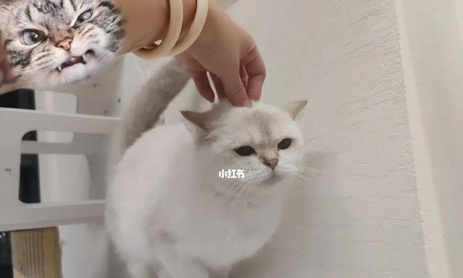 猫咪产后多久可以洗澡（宠物猫咪产后护理小技巧）