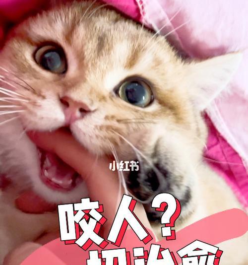 猫咪舔脸的危害（猫咪行为背后隐藏的风险）