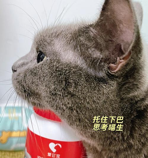 猫咪的健康离不开这种维生素B（探究以宠物为主的猫咪所需维生素B1的重要性）