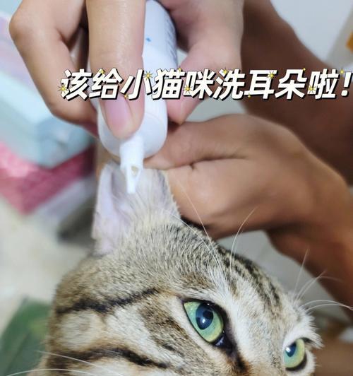 宠物耳朵清洁的必要性（让猫咪的耳朵健康无忧）