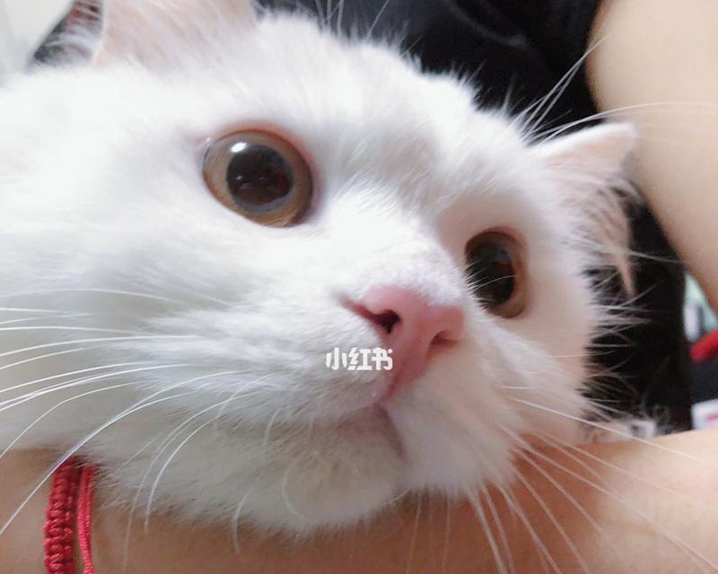 如何预防和治疗猫咪眼角发黑（掌握正确的猫咪护理方法）