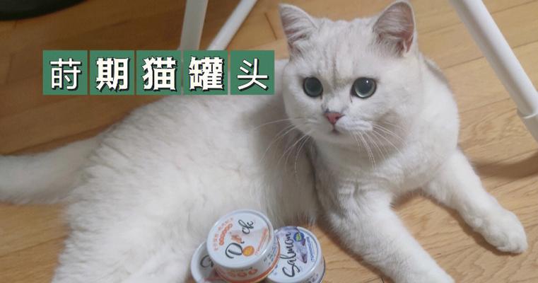 揭秘猫咪只吃饭不喝水的原因和应对措施