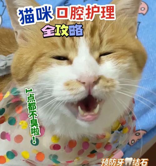 宠物猫的口臭问题（猫咪嘴巴为何不臭）