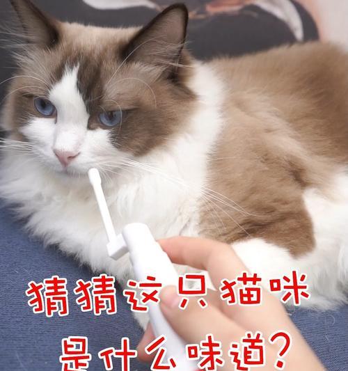 猫咪口气大揭秘（探究猫咪口腔中的秘密——味道）