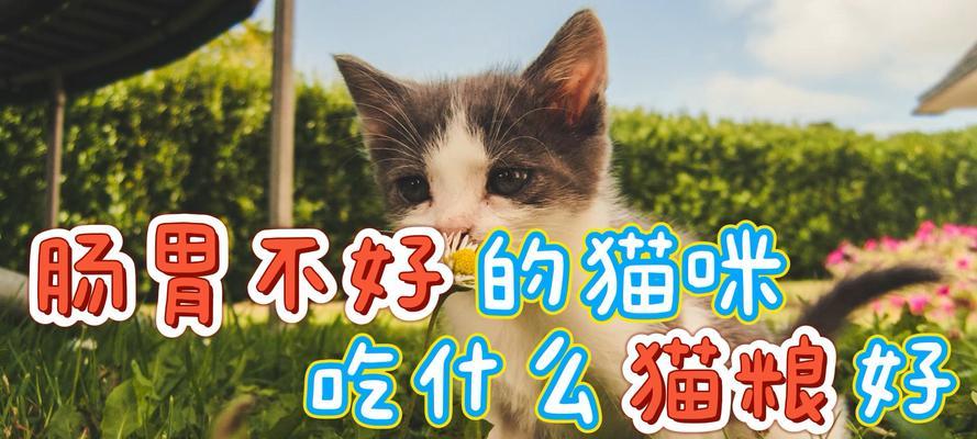 如何选择适合猫咪的猫粮（以宠物为主）