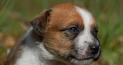 犬药物厌食治疗方法全揭秘（教你如何处理犬对药物的厌食问题）