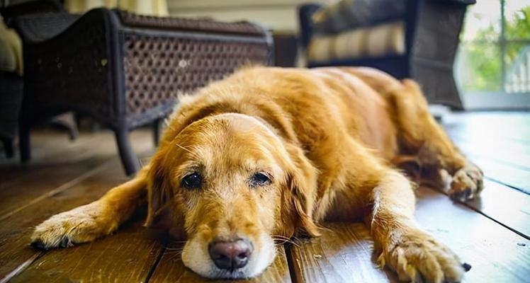 犬药物厌食治疗方法全揭秘（教你如何处理犬对药物的厌食问题）