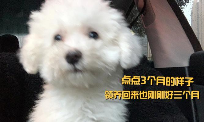 犬瘟期间如何安全饲养你的爱犬（给狗狗提供合适的食物）