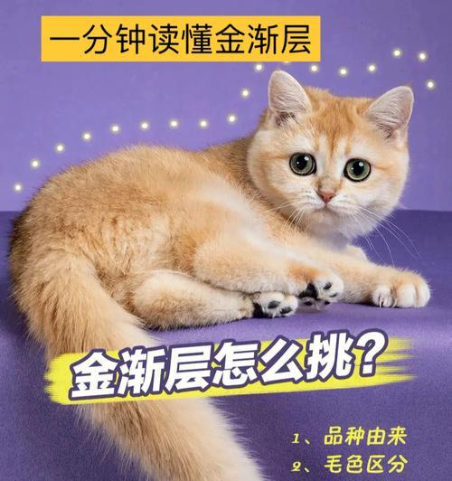 如何选择健康的猫咪（从宠物店到领养所）