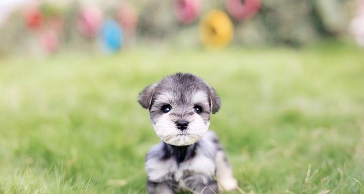 《上海梦幻犬舍——宠物爱好者的天堂》（以优质服务和高品质的宠物为中心）