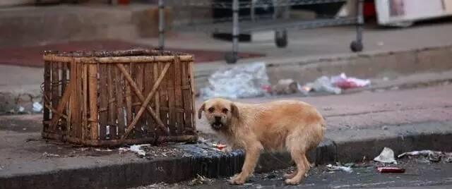 深圳流浪狗问题与解决（以宠物为主）