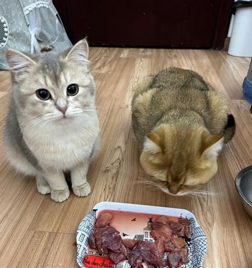 如何以生牛肉为食材给猫咪做餐点（让宠物健康成长的关键是合理的饮食）