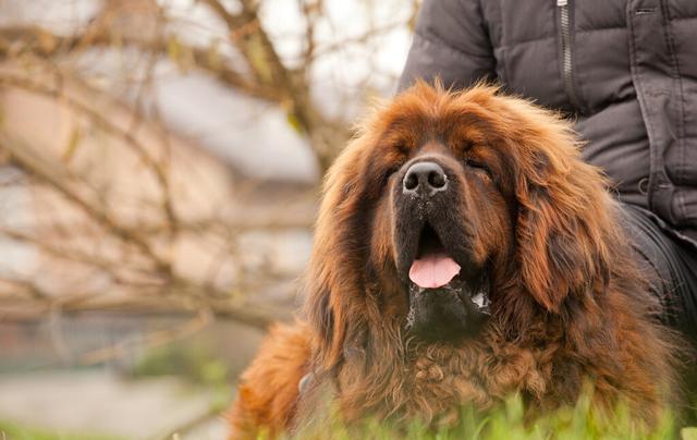 哪种犬类最适合看家（探寻宠物犬看家能力的秘密）