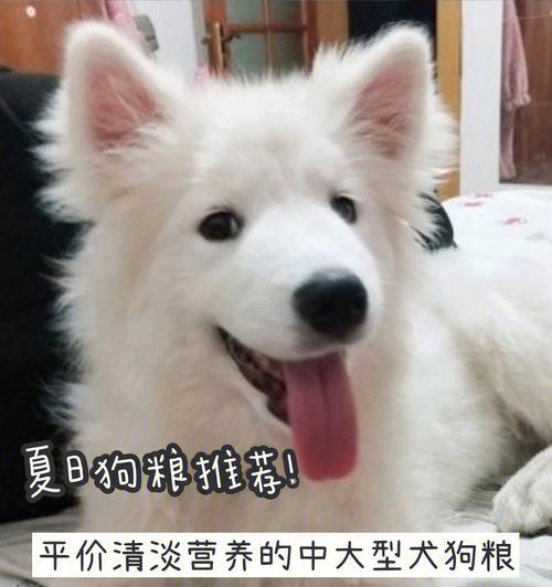 四个月来，我的萨摩换了狗粮（从爱犬健康出发）