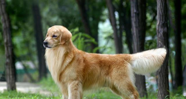 探讨泰迪得了犬瘟热后的应对之策（探讨泰迪得了犬瘟热后的应对之策）