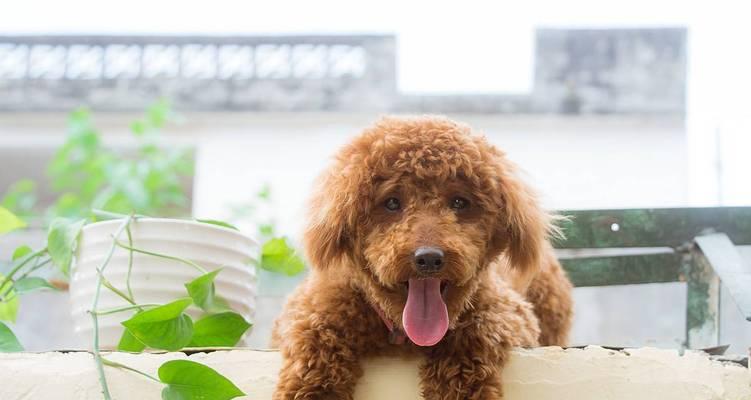 泰迪犬如何控制饮食（以健康为先的饮食管理方法）