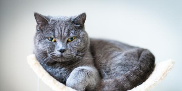 夏季宠物小猫的“热”情表现（探究高温对小猫的影响及应对方法）