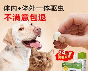 小猫宠物养护（了解跳蚤对小猫的伤害）