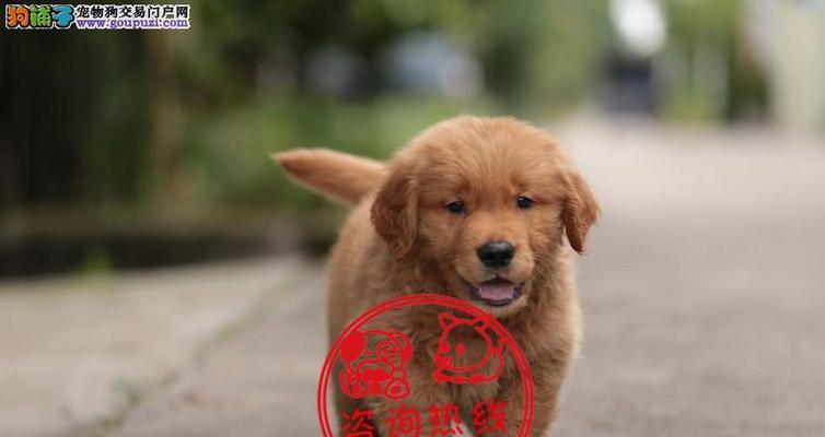 网上购买犬只的注意事项（普及版面主打宠物爱好者）