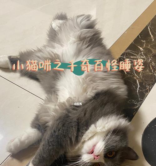 家猫睡觉抽搐的原因（探究猫咪睡姿）