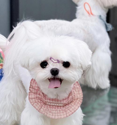 以西施犬每天狗粮饮食指南（宠物健康的关键）