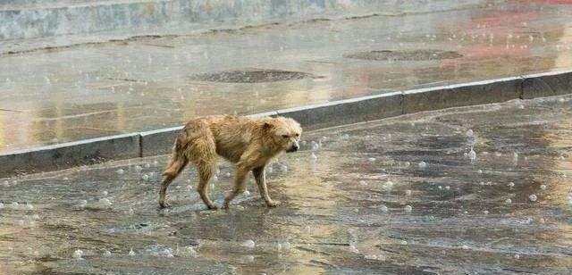 下雨天，宠物小狗会自己躲雨吗（探究宠物小狗躲雨的行为）