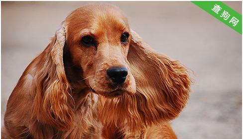 向天歌的可卡犬价格及养护指南（了解可卡犬的市场价格）