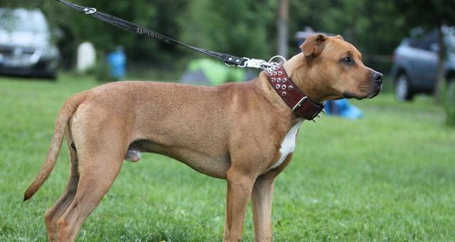 如何训练小比特犬成为听话的宠物（以小比特犬怎么训练视频为指南）