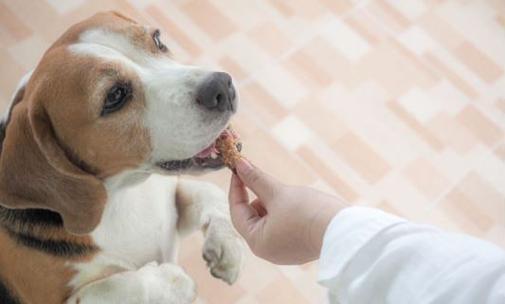 小狗猪肝过量食用的风险与应对方法（宠物健康需谨慎）