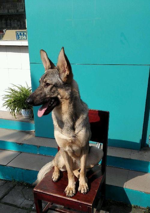 小黑背犬偏瘦怎么办（宠物狗的饮食和健康管理技巧）