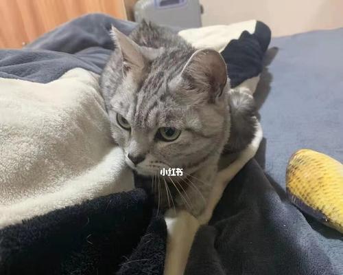 宠物小猫不吃不喝，该怎么办（宠物饮食管理的重要性及解决方案）