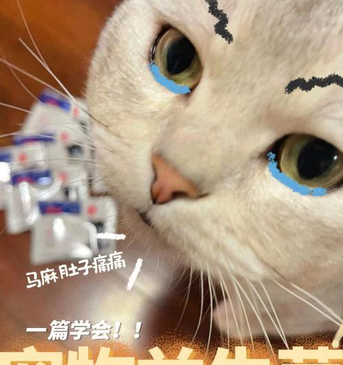 小猫肠胃不适的原因（宠物照顾者应该知道的肠胃疾病和预防方法）