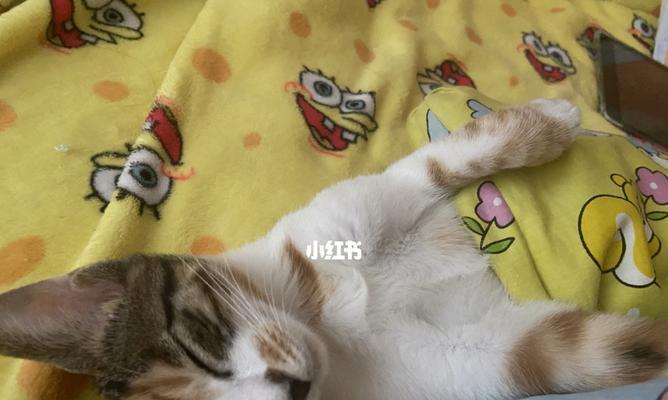 小猫吃了就睡觉怎么办（如何为宠物提供均衡的饮食和充足的睡眠）