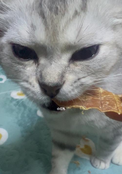 小猫吃肉后不吃猫粮了，如何解决？