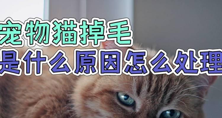 小猫掉毛（如何应对宠物大面积掉毛）