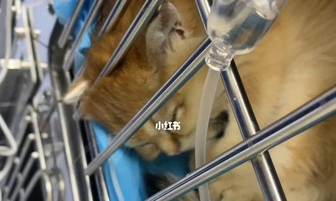 小猫患猫瘟该如何治疗（以宠物为主）