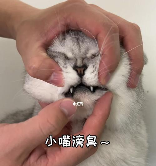 如何让宠物小猫喝到健康的水（如何让宠物小猫喝到健康的水）