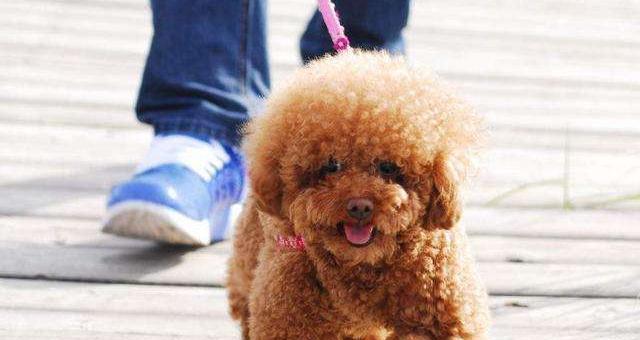 幼犬泰迪的饮食指南（宠物犬饮食必备）