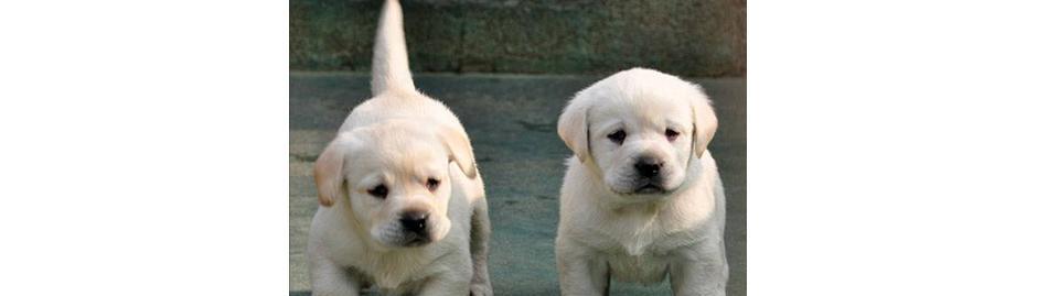 拉不拉多幼犬喂养指南（宠物养护）