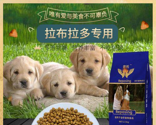 拉布拉多什么时候换成犬狗粮（宠物健康从饮食开始）